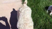 iPhone 6 Plus Optical Stabilization Test 60fps - Dog Day Afternoon