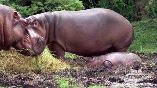 Hipopotamo Bebé