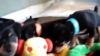 Jasmine's puppies #1..video taken June 28th