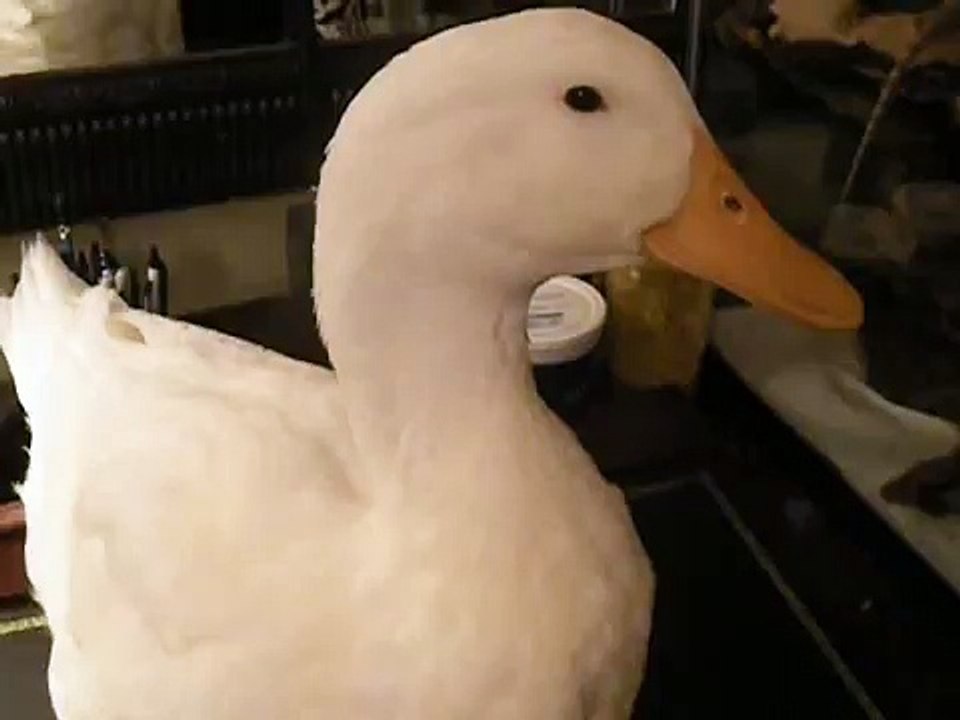 duck after he got attacked by my dog over food