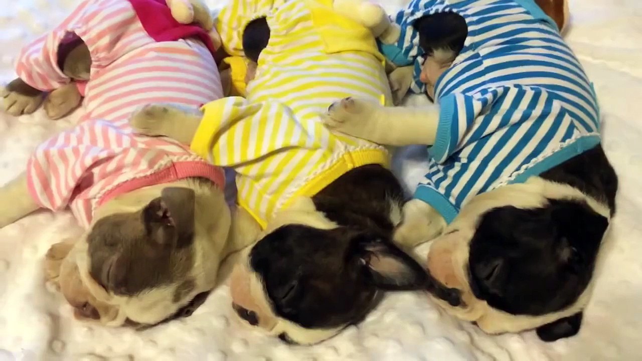 Ces 3 terriers de Boston dorment ensemble dans leurs adorables pyjamas