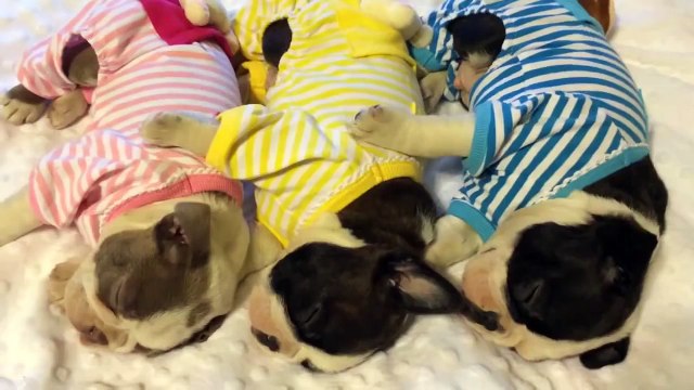 Ces 3 terriers de Boston dorment ensemble dans leurs adorables pyjamas