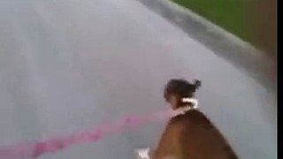 My dog pulls me on my skateboard (almost hit a car!)