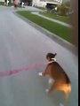 My dog pulls me on my skateboard (almost hit a car!)