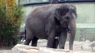 Elefantenbaby im Tierpark Hellabrunn