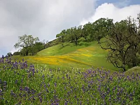 Bach - Double Violin Concerto in D minor 2nd movement, Largo