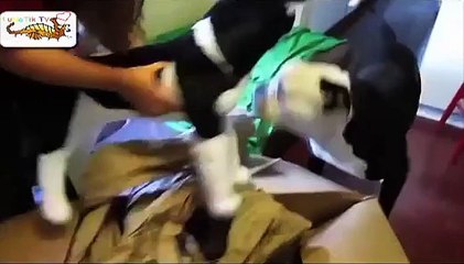 爆笑！世界のおもしろ可愛い動物ハプニング動画集！笑って癒されてください BEST FUNNY DOGS COMPILATION