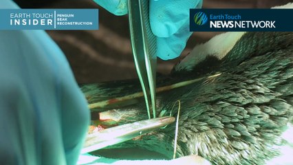 Prosthetic Beak Surgery for Endangered Penguin