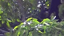 2012 July Costa Rica Hotel RIU Guanacaste Howler Monkey Family live in BIG Tree by Room Costa Rican