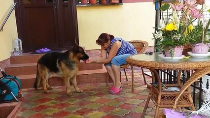 おもしろビデオ最高のビデオ、面白い Awesome German Shepherd Eating Watermelon & Peach