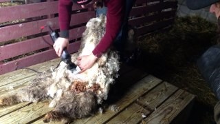 Shearing our Angora Goat Rafeka