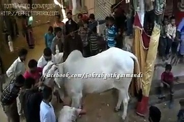 qurbani of very big cow - must watch