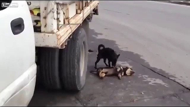 Собака пытается спасти мертвого друга