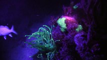 Ultraviolet Diving with Underwater Kinetics UV Lights