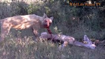 A wild Dog Kills and Eat a Baby Kudu