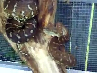 bredli and coastal carpet pythons.MP4