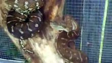 bredli and coastal carpet pythons.MP4