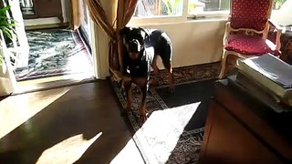 Playful Rottweiler after a Bath