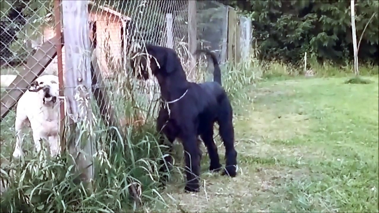GWIDON TARTAKU & TRAVIS DE PICHERA * SCHNAUZER CETHUZ KENNEL *