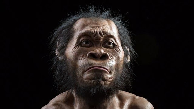 Vidéo de la reconstitution de l'Homo naledi par paléoartiste John Gurche, réalisée par National Geographic.