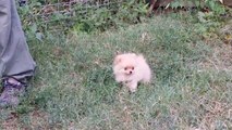 Pomeranian puppies 3 months, Impala kennel, Romania