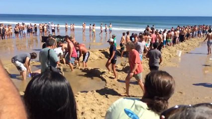 Decenas de personas salvan un tiburón en la playa