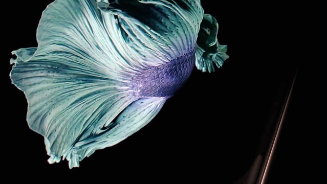 Pub iPhone 6s et iPhone 6s Plus