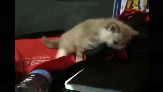 Funny cats   Funny cats videos 2015   Funny Cats Compilation   Funny Animal Videos   funny video