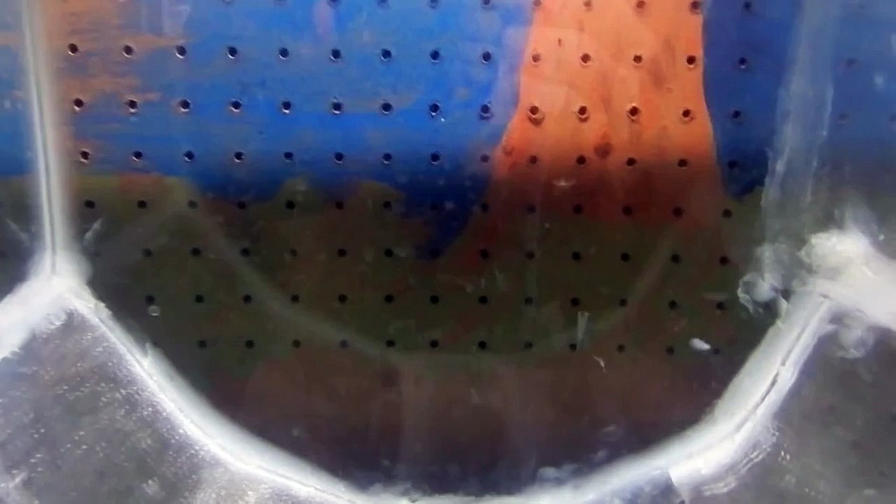 My Jellyfish Tank
