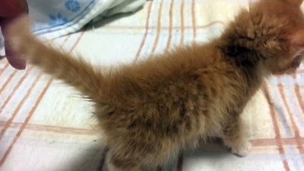 尻尾ビンタ