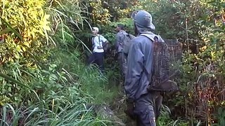 chasse tangue île de la Réunion