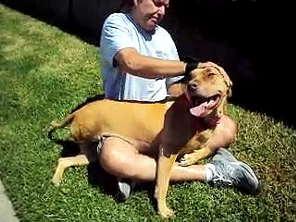 Topaz - 3 legged blonde girl dog - all love kisses - loves children - needs home