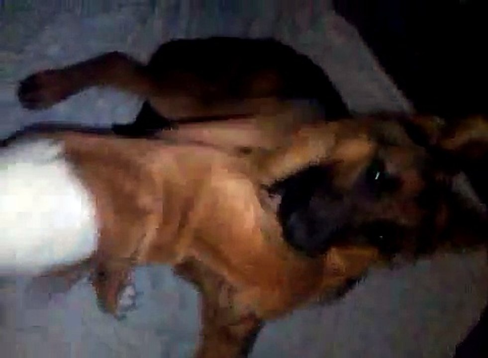 Rhodesian Ridgeback and Sherman shepard Puppys Playing
