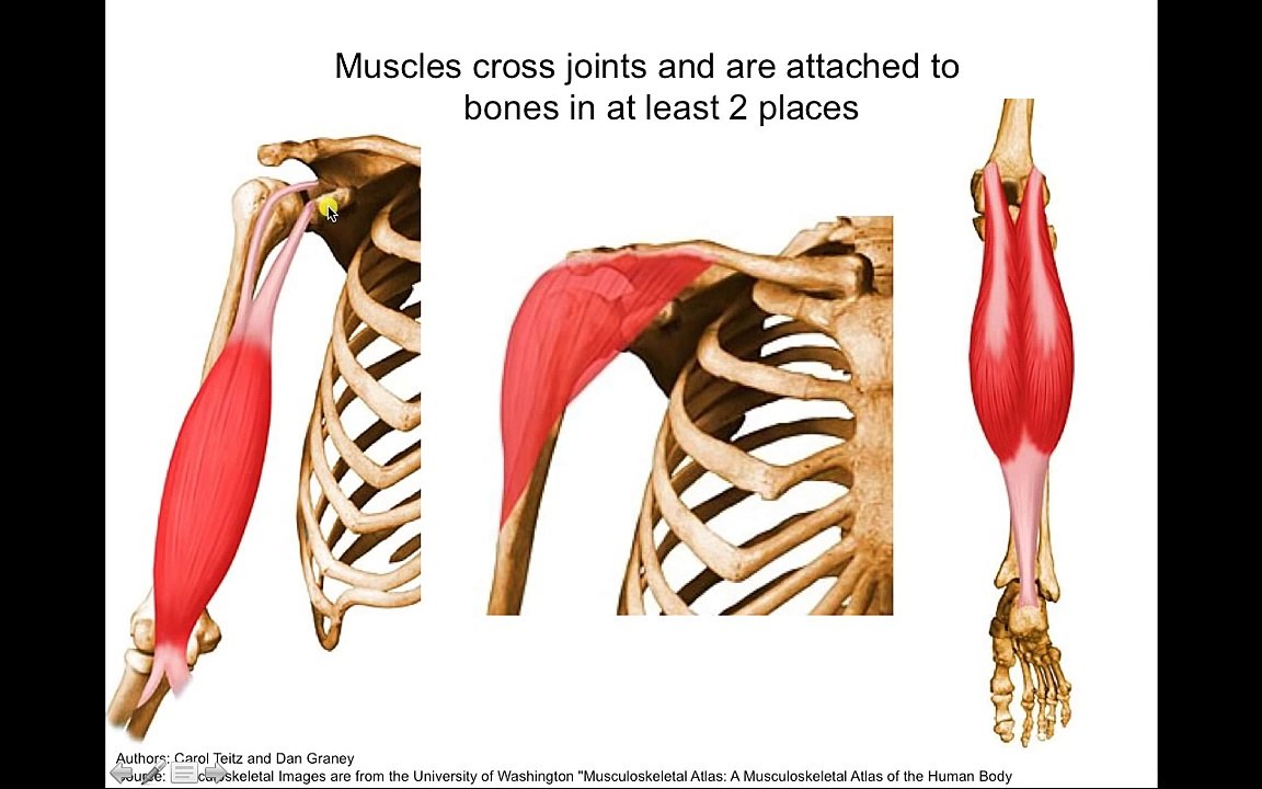 Introduction to Muscle - 3D anatomy tutorial