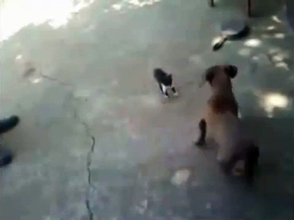 yavru kediye kafa tutan köpek komik