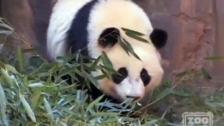 Snack time with giant pandas Po and Lun Lun