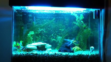 Aquário água doce (60 litros)