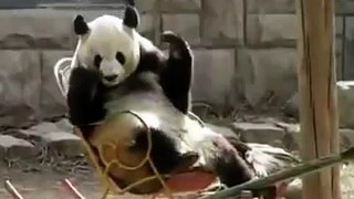 OH NOO! Panda