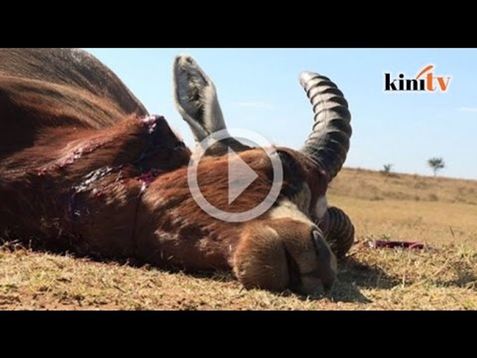 Pejuang hak binatang halang pemburuan besar-besara