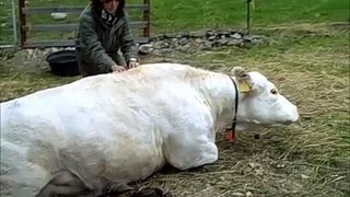 Scratching a cow's back