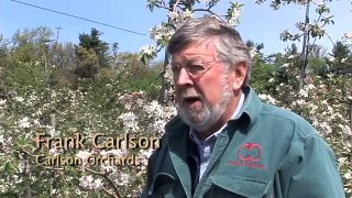 Pollination in New England Apple Orchards