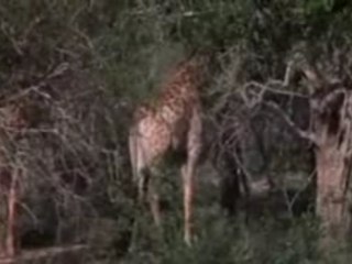 animaux saôules