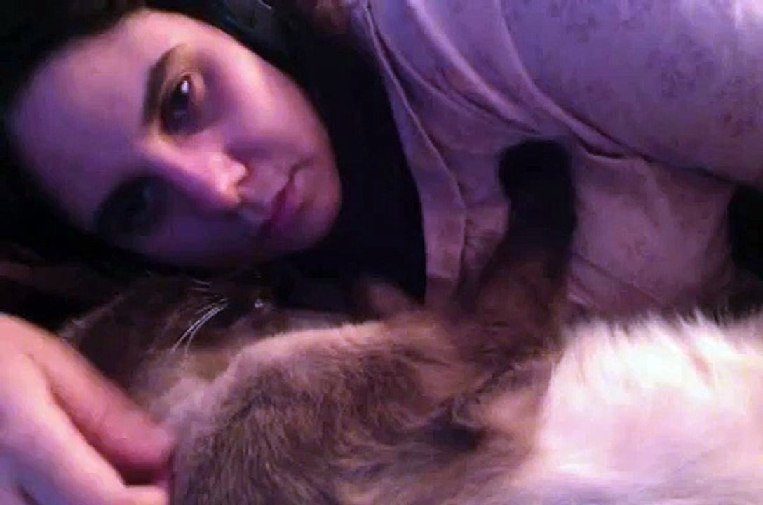 Siamese cat is listening Una Furtiva Lagrima