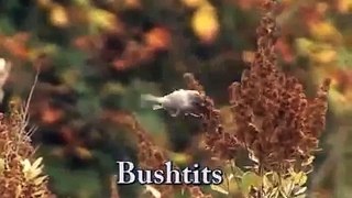Bushtits