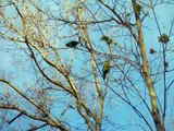 wild mexican red headed amazon parrots