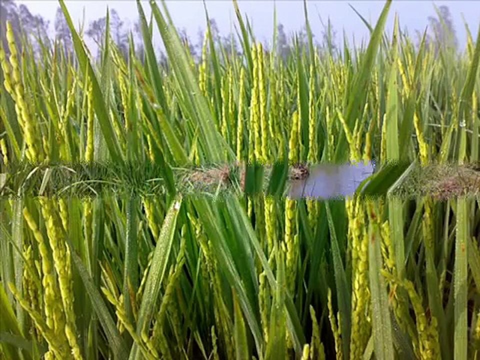 الريف المصرى _ (Egyptian countryside (2