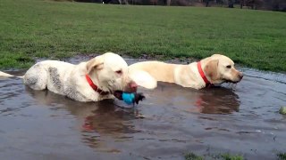 Dogs Playing In A Mudhole - GardenFork Labs 41