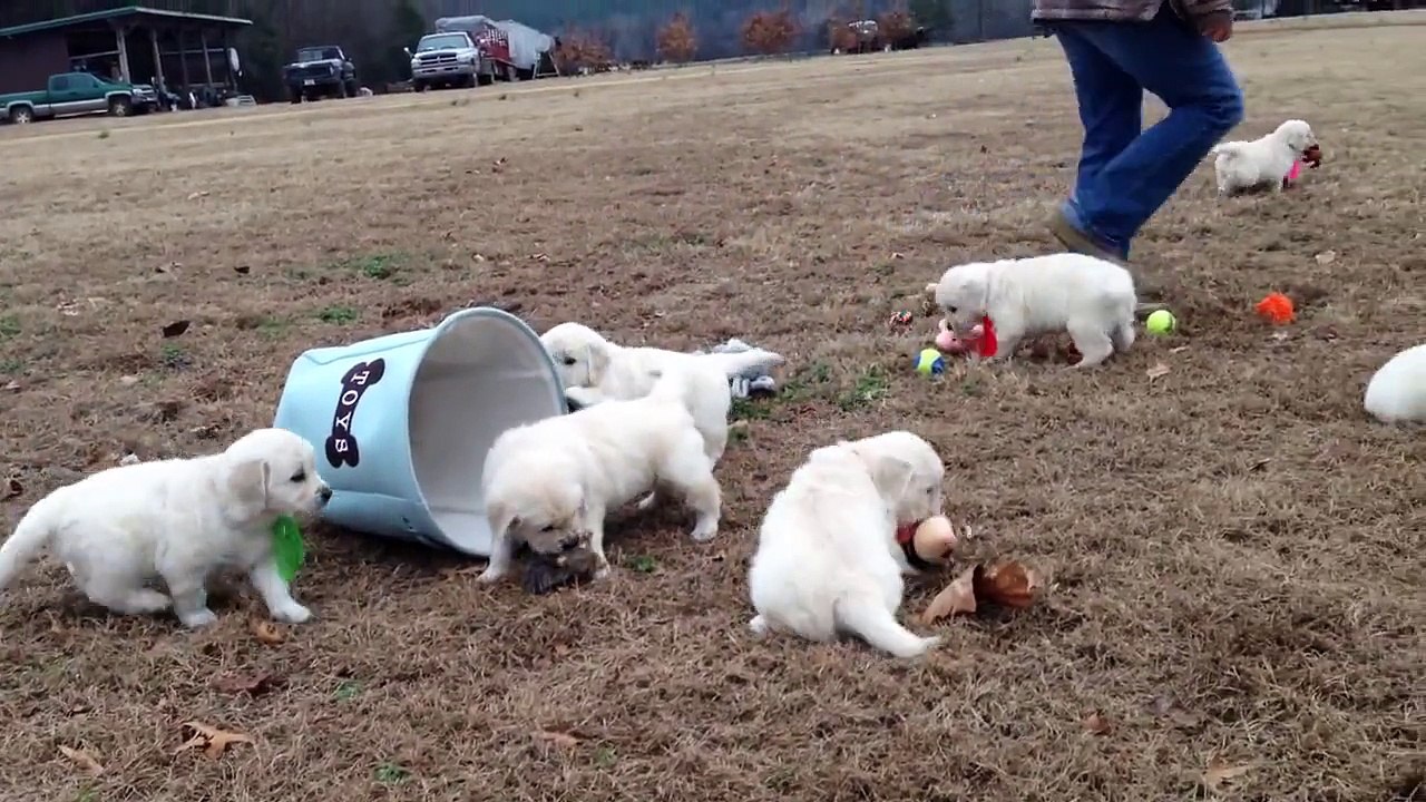 English Cream Golden Puppies | Wisteria Goldens | Sunny & Ego: 11-2-14