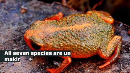 Brazil's cloud forests