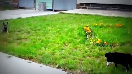 Cat vs Dog Must Watch who Wins HD - YouTube